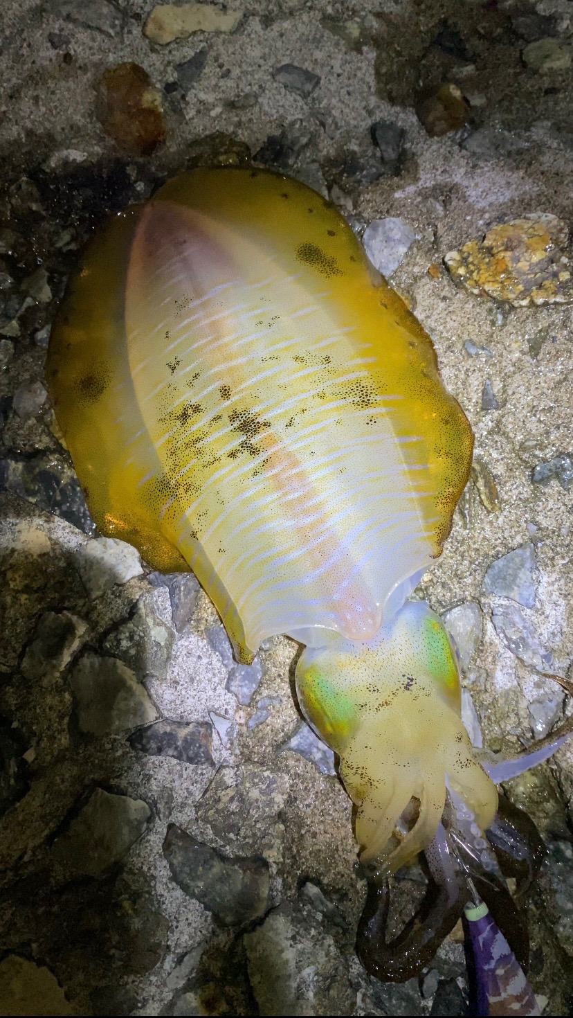 念願のアオリイカ