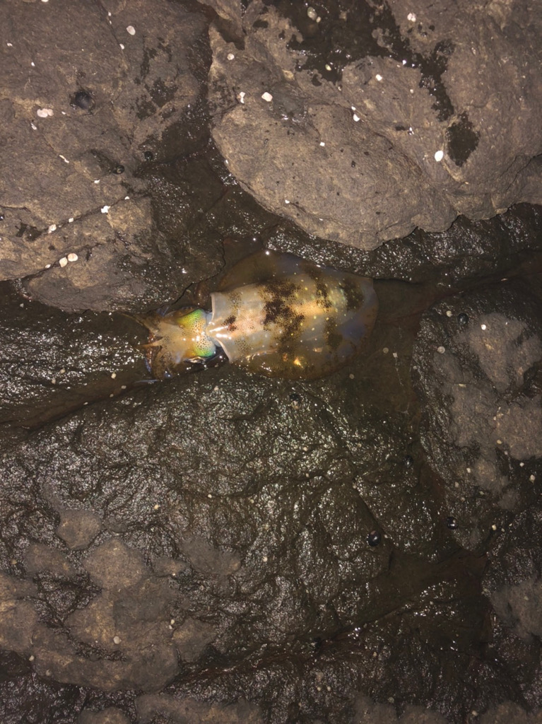 エギング日和☀️