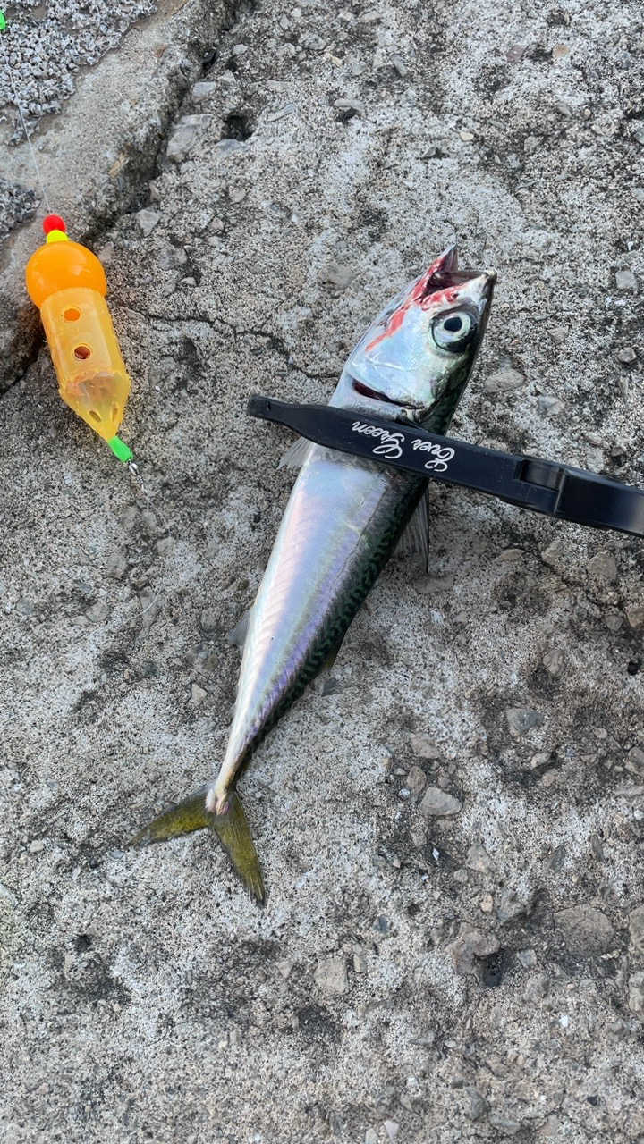 サヨリが釣りたいのに