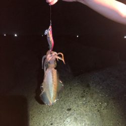 【越前】アオリイカ探し①