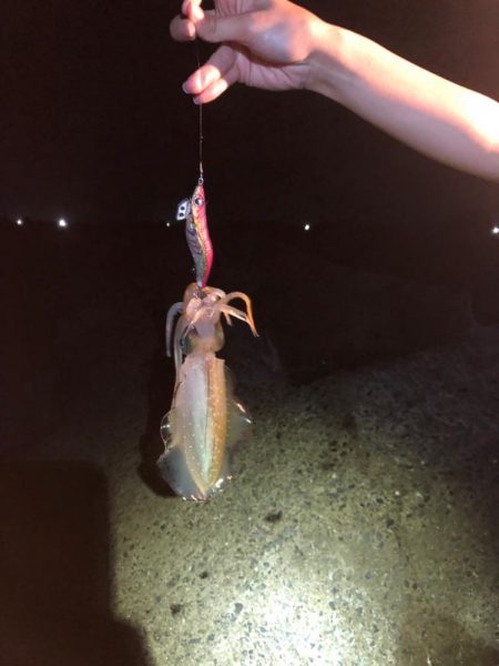 【越前】アオリイカ探し①