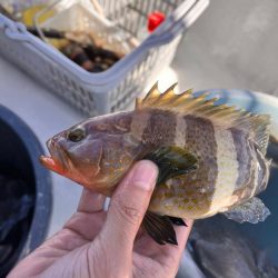 カワハギ釣り時々、鯛ラバ