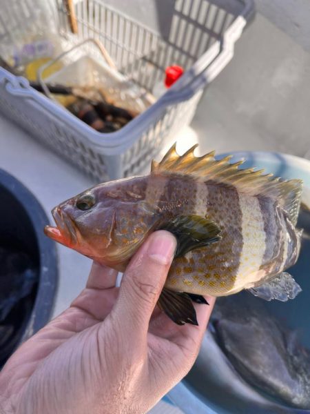 カワハギ釣り時々、鯛ラバ