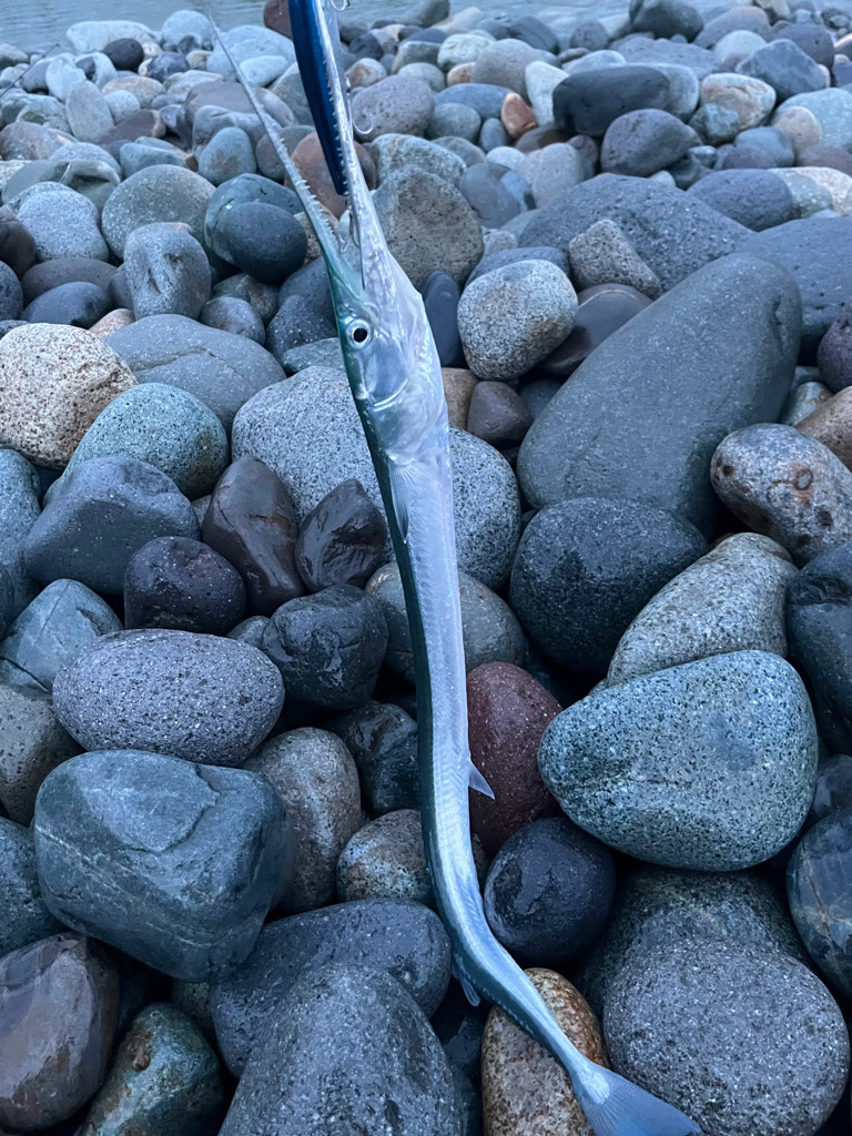 独眼竜海黒鱒あらわる