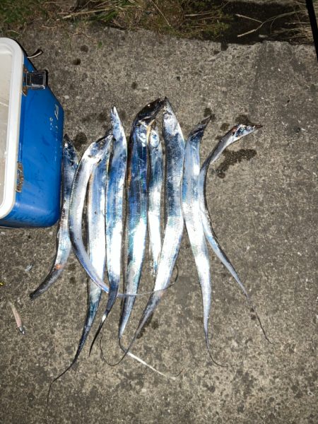 タチウオ数釣り