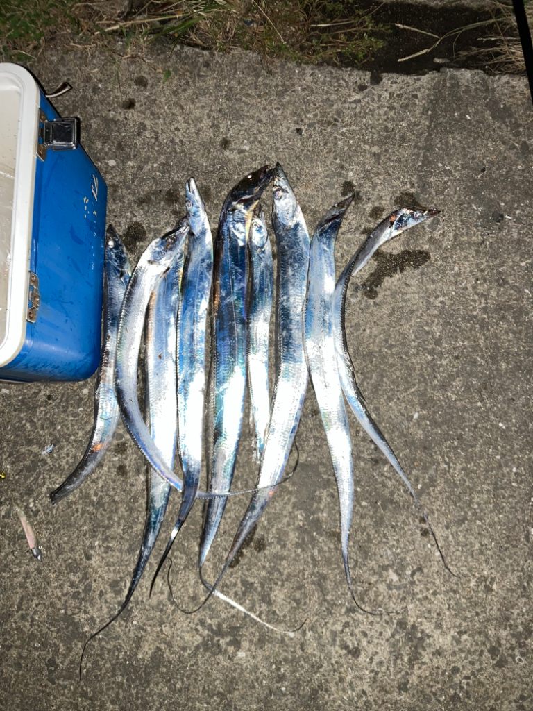 タチウオ数釣り