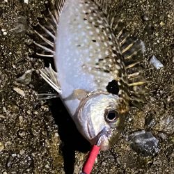 どうしてアイゴが…