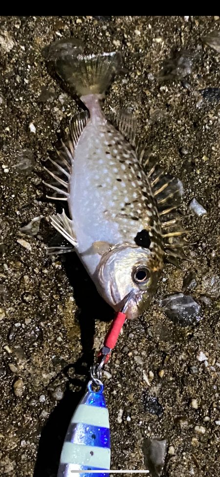 どうしてアイゴが…