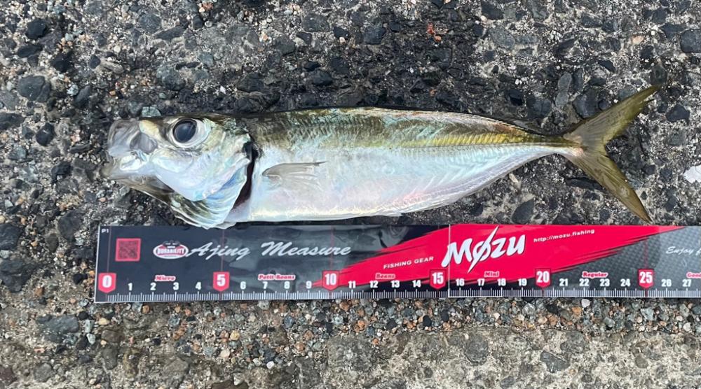 久しぶりにアジング