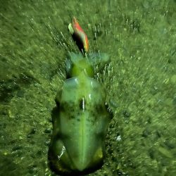 今年初エギング