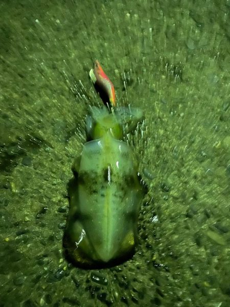 今年初エギング