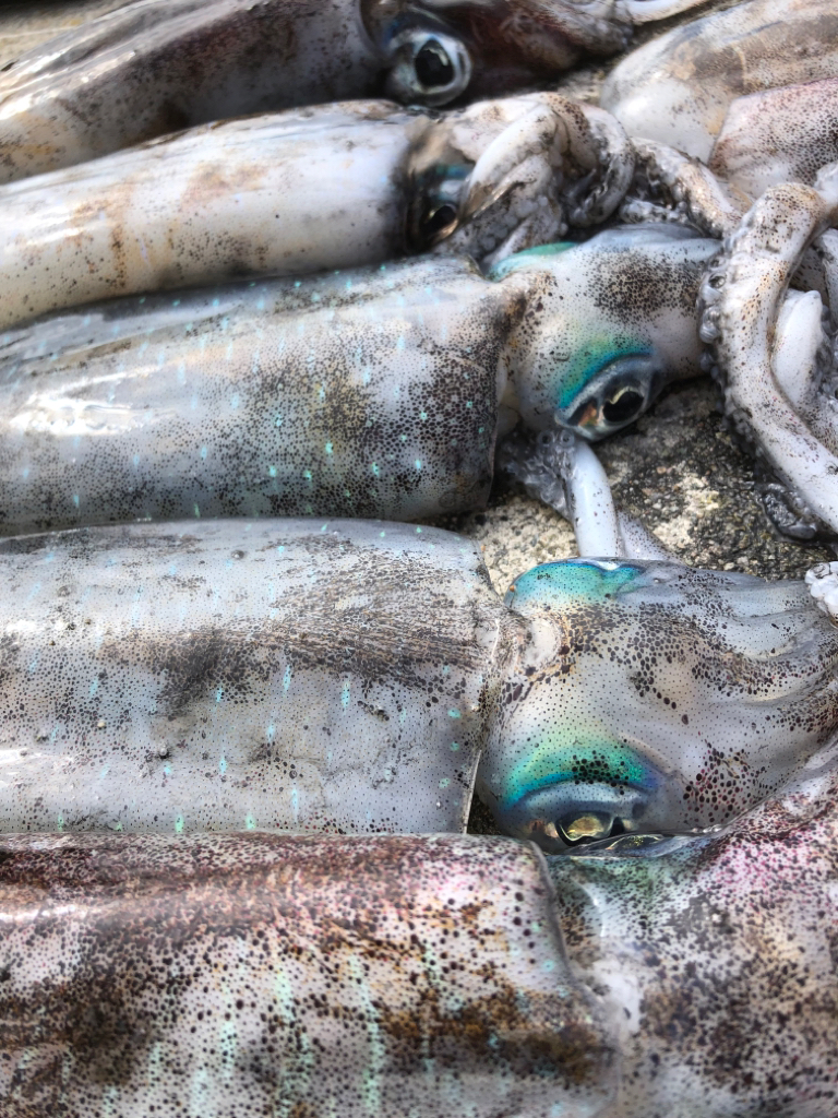 2022 佐渡ヶ島エギング 17回目【9月25日】