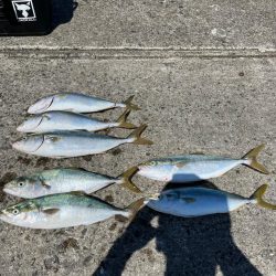 大阪湾青物祭り参戦