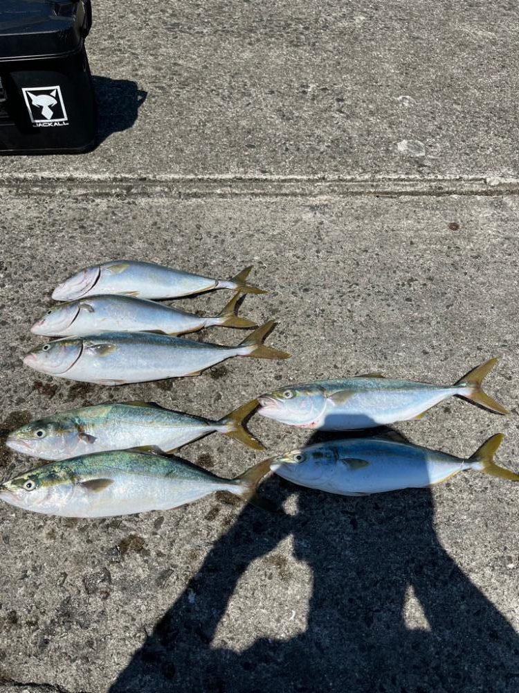 大阪湾青物祭り参戦