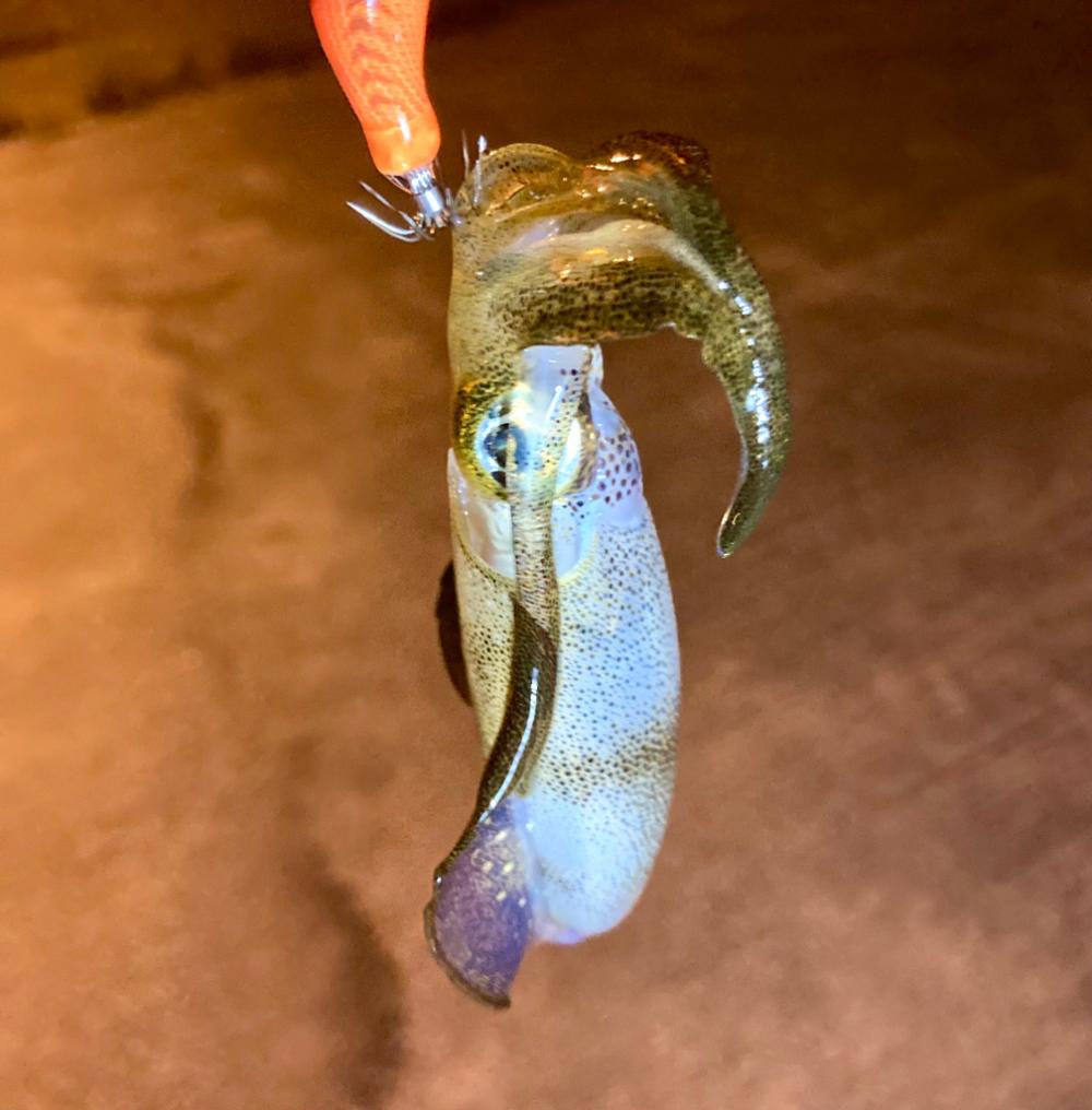 アジング&エギング