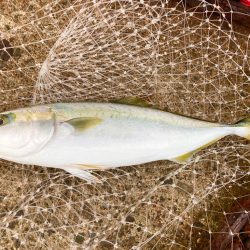 ジグよりもバイブ系の方がいいかもにゃ？