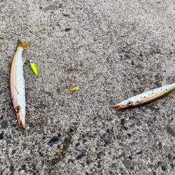 ジグサビキでカマス！