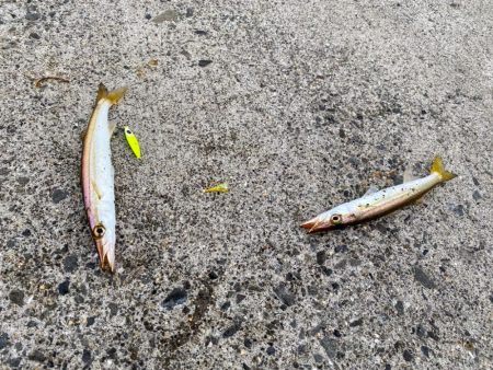 ジグサビキでカマス！