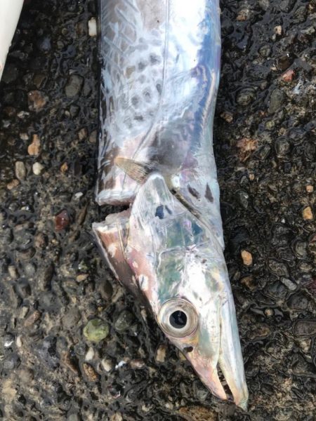 待望のタチウオ釣り