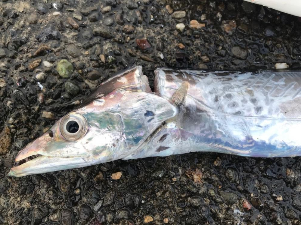 待望のタチウオ釣り