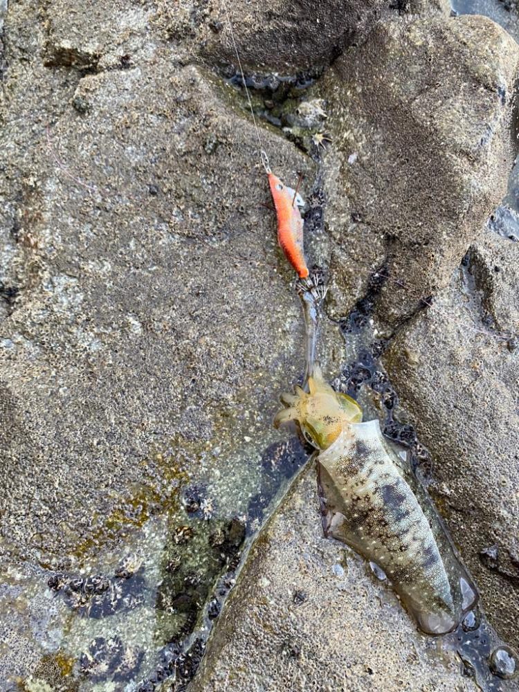 離島地磯エギング