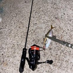 秋めいた夜釣り