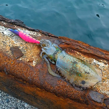 隠岐でエギング新子祭り！