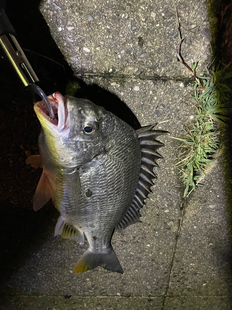 雨上がりキビレ隊