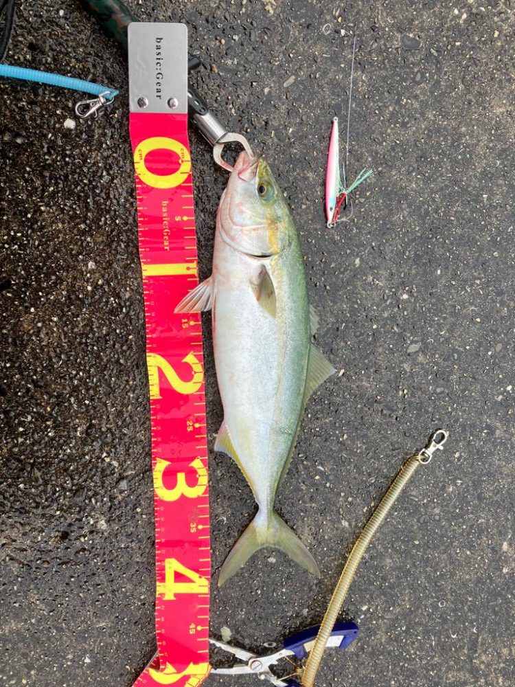 ハマチ〜ツバス