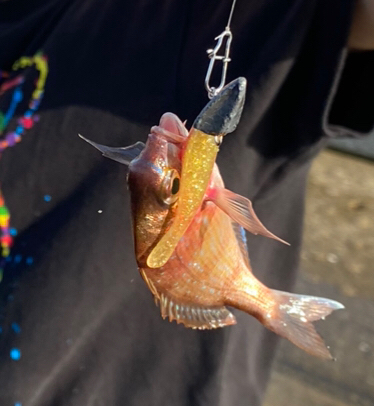 神戸空港ライトなデイゲーム！