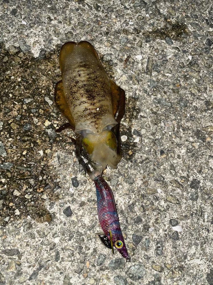 仕事終わりエギング3