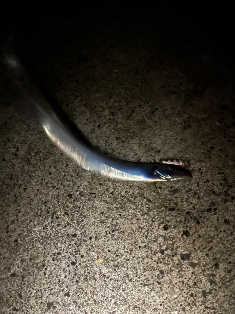 青物釣りたいなー