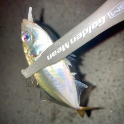 台風前のアジング