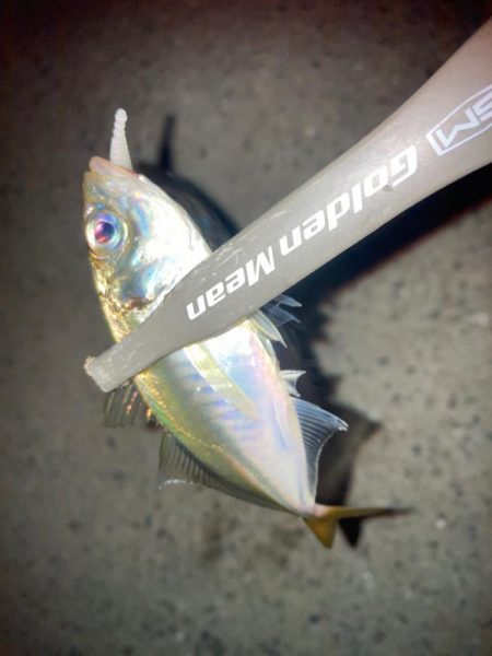 台風前のアジング