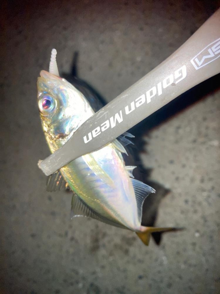 台風前のアジング