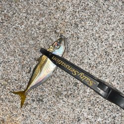 台風前アジング