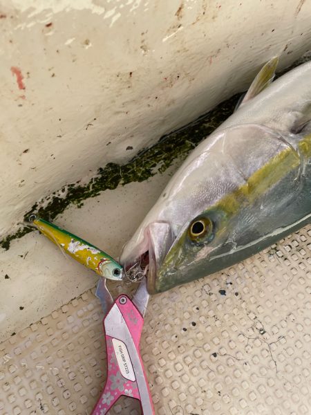 明石沖激流ジギング