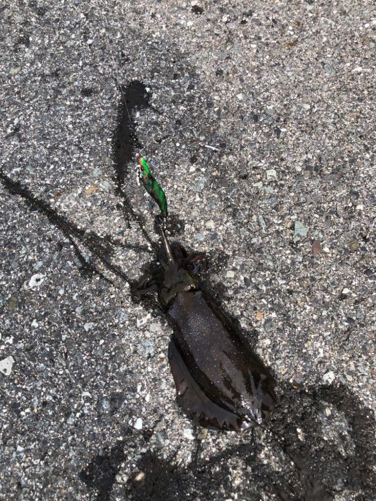 初アオリイカ(新子)