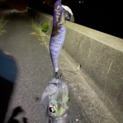 ナイトで良型確保