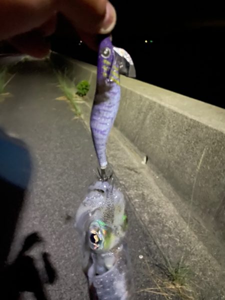 ナイトで良型確保