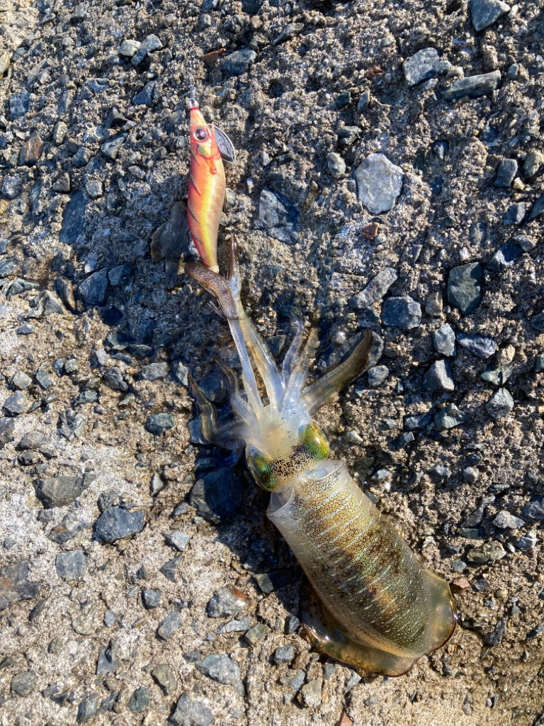 アオリのちタチ