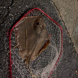 ルアー泥棒…笑