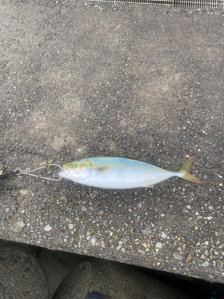 2日連続メジロキャッチ!