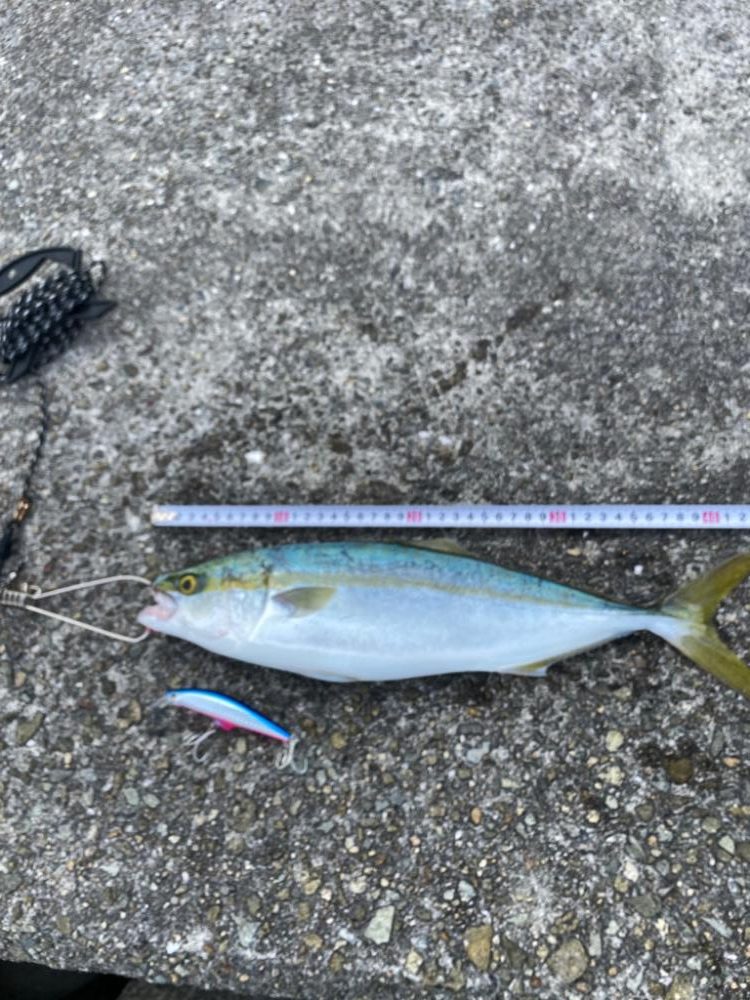 初メジロキャッチ！