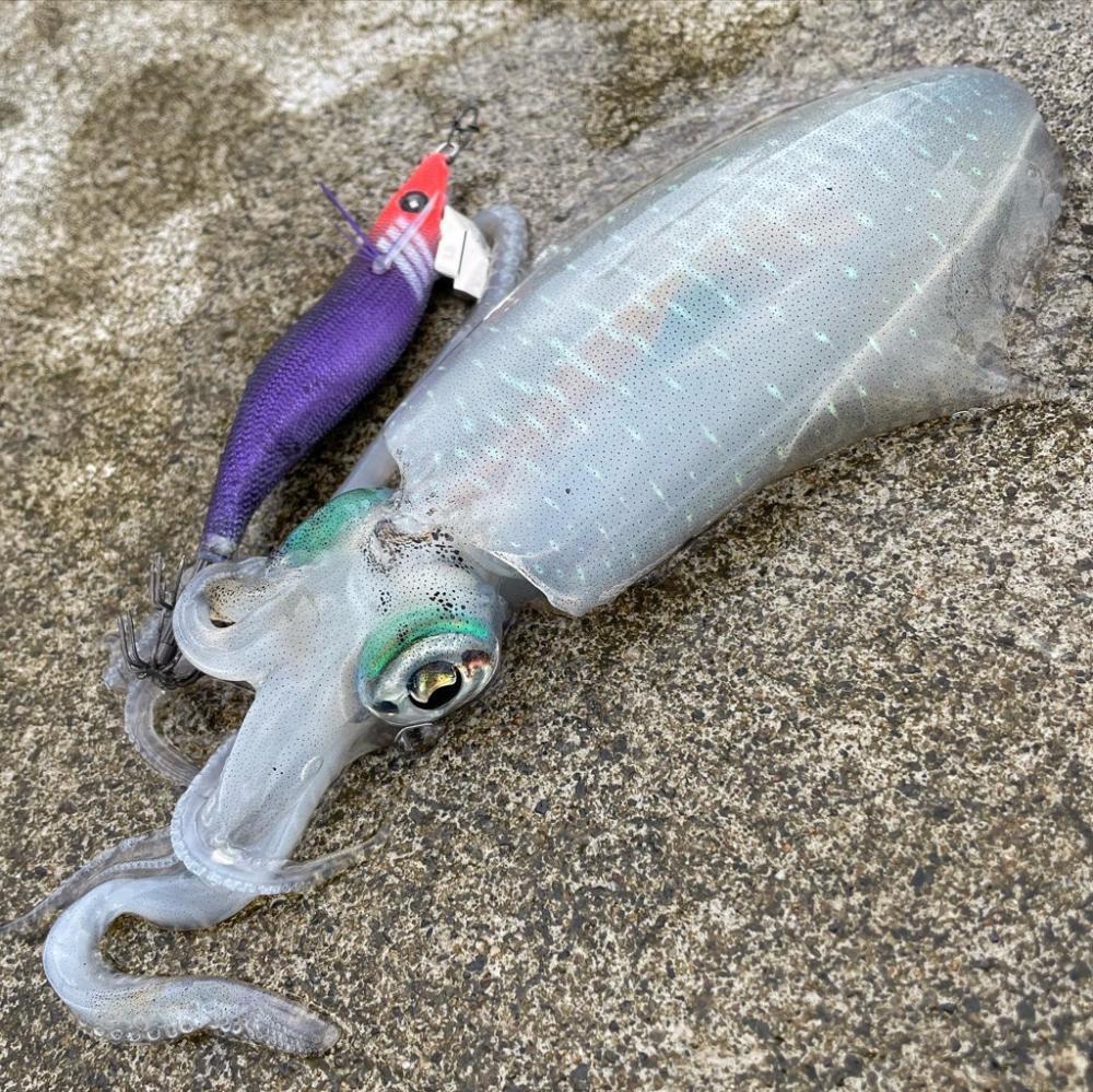 アオリイカエギング⋆*🦑