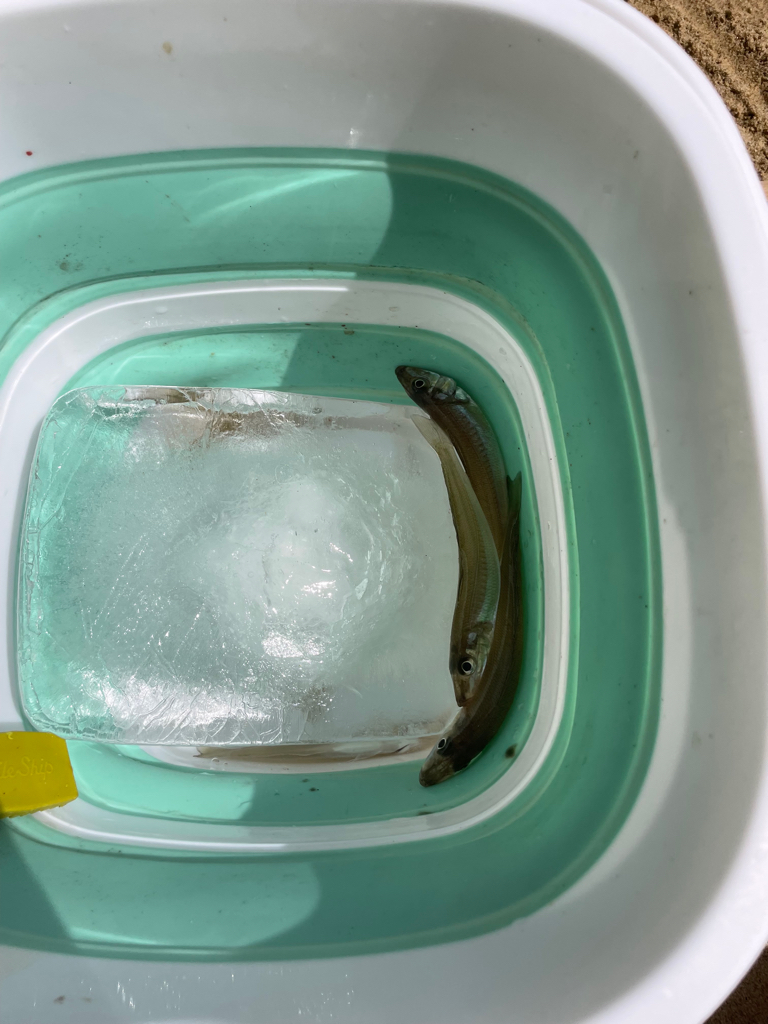 引き釣りハマりそう〜。