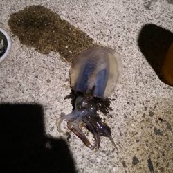 久しぶりの和歌山でイカ釣り！