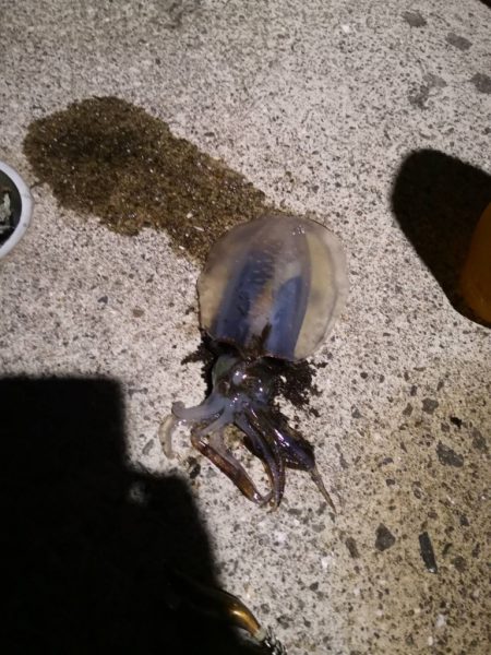 久しぶりの和歌山でイカ釣り！