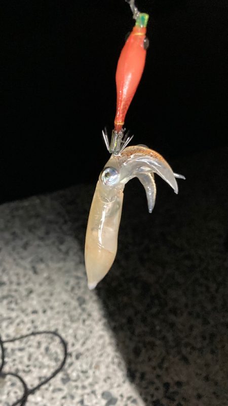 ベイカ？エギング