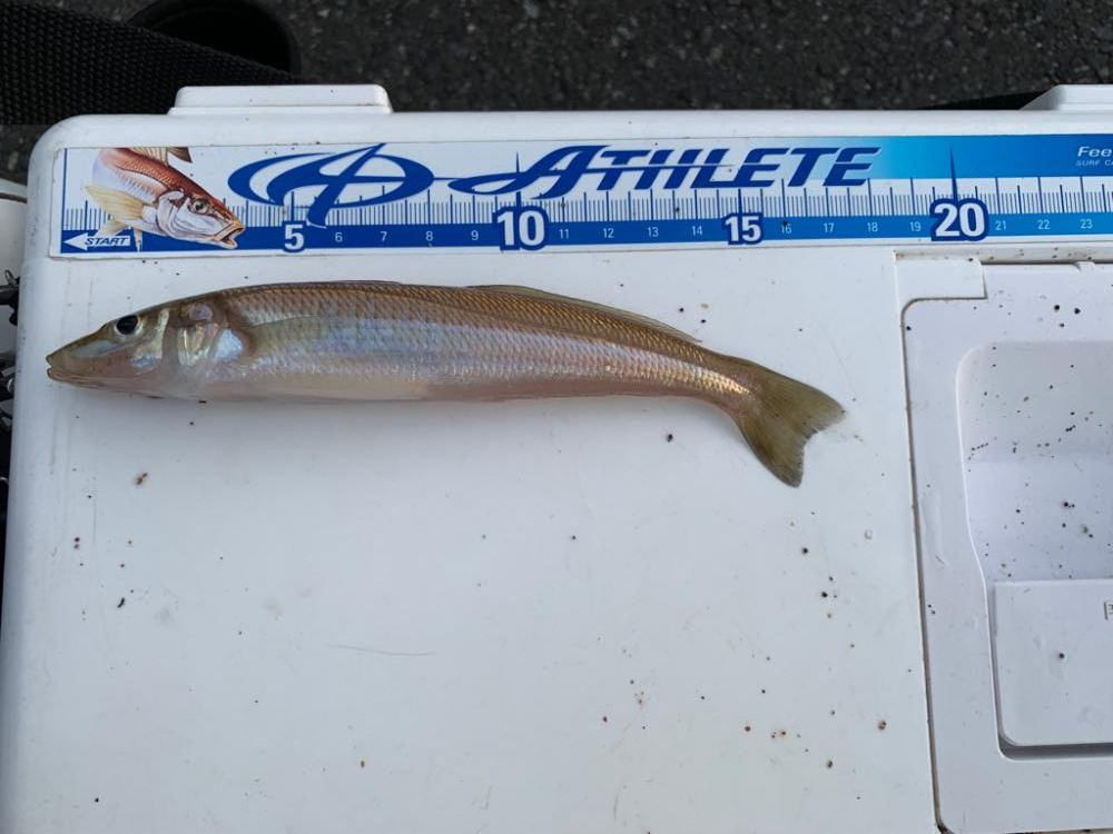 涼しくなったので？笑キス釣りに